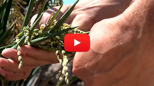 Oryzonte: a project to promote cultivation sustainability in The Guadalquivir Marshes