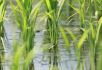 Oryzonte project demonstrates that greenhouse gas emissions from rice paddies in Seville can be reduced by 60 %