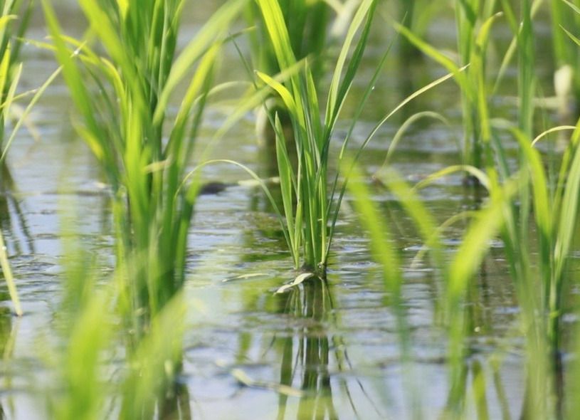 El proyecto Oryzonte demuestra que las emisiones de gases de efecto invernadero generadas por el cultivo del arroz en Sevilla se pueden reducir en un 60%