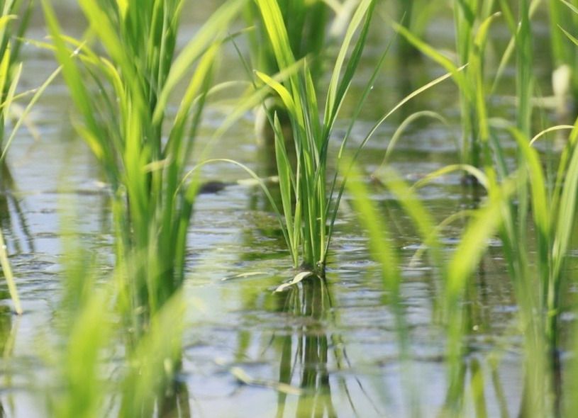 Oryzonte project demonstrates that greenhouse gas emissions from rice paddies in Seville can be reduced by 60 %